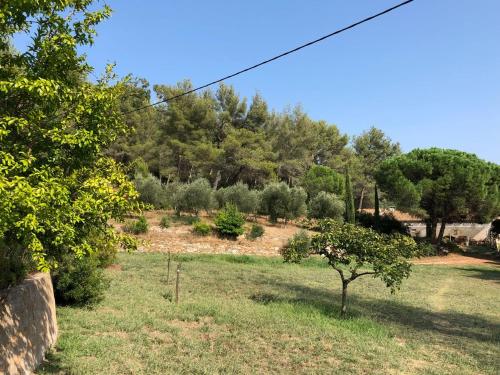 a field with a tree in the middle of it at L'Oliveraie in La Londe-les-Maures