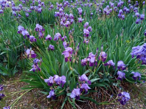a bunch of purple flowers in a field at El Retiro de Isabel in Embid de la Ribera