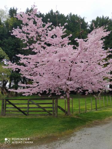 a tree with pink flowers on it next to a fence at The Homestead in Taupo