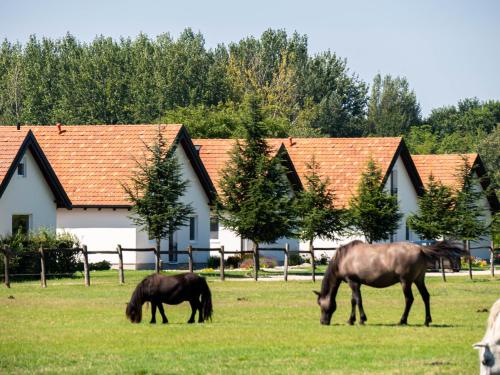 two horses grazing in a field in front of a house at Ugo Apartman in Halászi