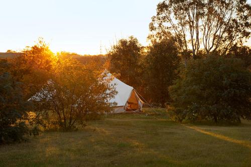 a tent in the middle of a field with trees at Goldfield Glamping in Clydesdale