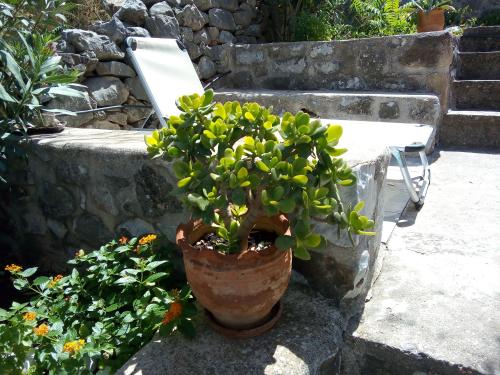 a plant in a pot sitting next to a stone wall at Amphitrite's House in Neon Oitilon