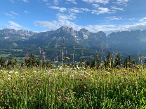 a field of flowers with mountains in the background at Apartment Anita in Ellmau