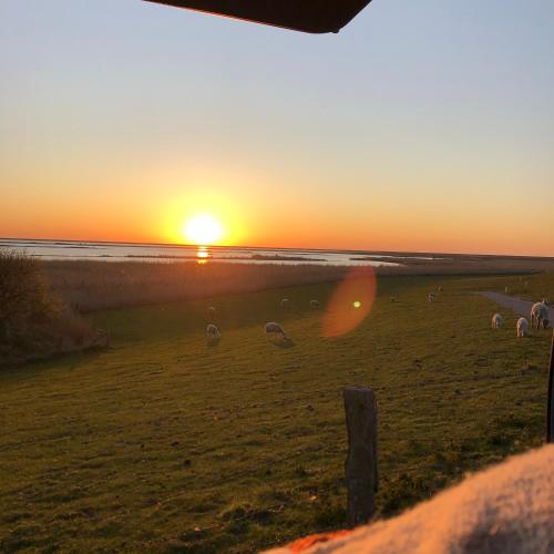 a herd of sheep grazing in a field at sunset at Ferienwohnung Zum Steinberg in Bredstedt