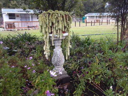 a vase filled with flowers in a garden at Nadine's Self-Catering Accommodation in Stormsrivier