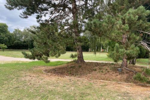 a pine tree in a park with a sidewalk at LE MOULIN DE GRESSWILLER in Gresswiller