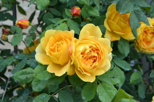 a group of yellow roses on a bush at Da Fabiana in Bossolasco