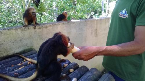 インの敷地内または近くにいる動物