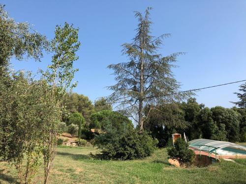 a tree sitting in the middle of a field at L'Oliveraie in La Londe-les-Maures