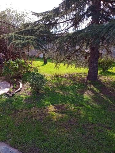 a tree in a grassy field with a tree at Family Place II in Luján