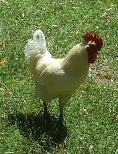 Animales en el hotel o alrededores