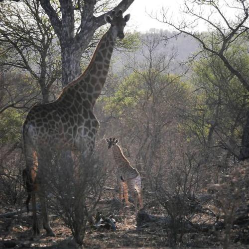 two giraffes standing in a field with trees at Mbizi Bush Lodge in Grietjie Nature Reserve