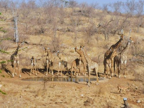 a group of giraffes standing around a watering hole at Mbizi Bush Lodge in Grietjie Nature Reserve
