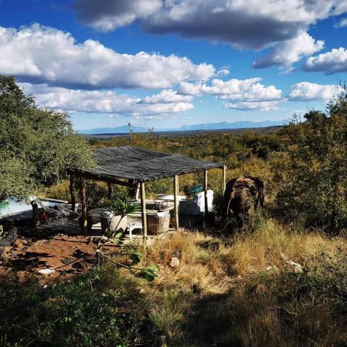 an elephant standing next to a tent in a field at Mbizi Bush Lodge in Grietjie Nature Reserve