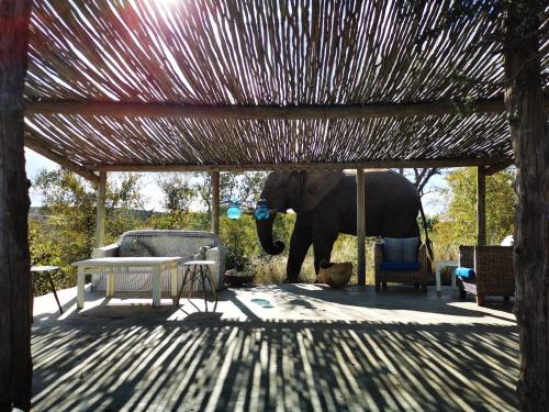 an elephant standing under a pavilion with a table and chairs at Mbizi Bush Lodge in Grietjie Nature Reserve
