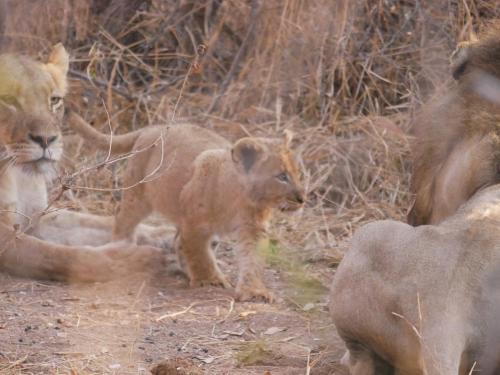 a baby lion standing next to its mother at Mbizi Bush Lodge in Grietjie Game Reserve