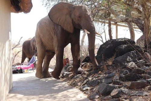 an elephant walking on a pile of rocks at Mbizi Bush Lodge in Grietjie Nature Reserve