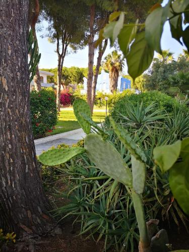 a tree and some plants in a park at Nido Colorato Guest House in Fontane Bianche