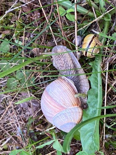 a snail on the ground in the grass at Dom z basenem i widokiem na łąkę in Raduń