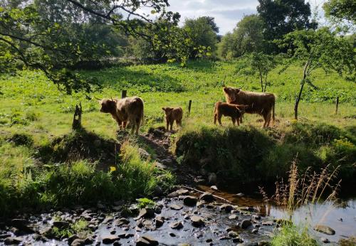 a group of cows standing in a field next to a river at Bankhouse B&B in Aberlour