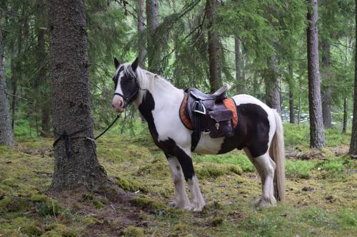 a black and white horse standing next to a tree at Ekologiska Fru Gran B&B i Tiveden in Gårdsjö