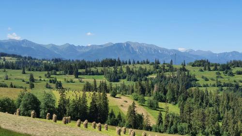 a grassy hill with trees and mountains in the background at Apartament z Widokiem in Gliczarów