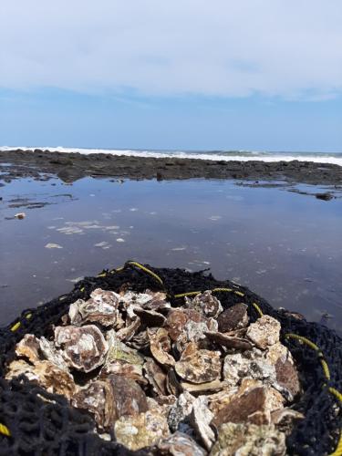 a pile of rocks in the water next to the ocean at Olas Permanentes El Zonte in El Zonte