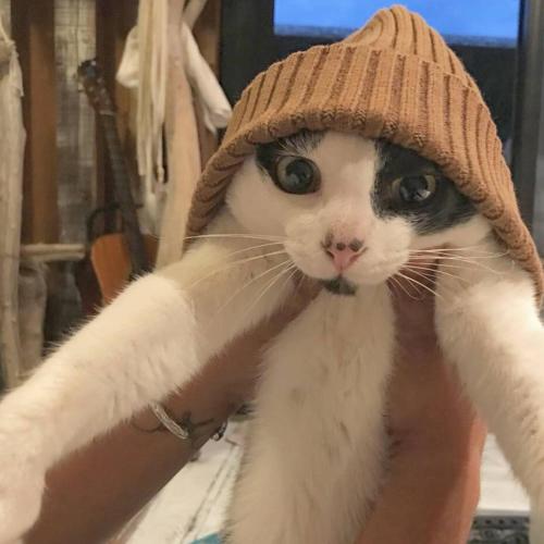a cat is wearing a hat on its head at guest house Holoholo Ishigakijima in Ishigaki Island