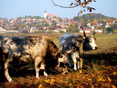two cows standing in a field next to a fence at Anna vendégház in Tihany