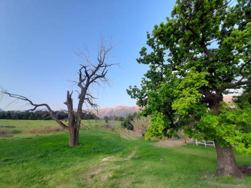 two trees in a field with mountains in the background at Klipfontein Rustic Farm & Camping in Tulbagh
