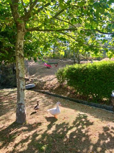 two ducks walking in the grass under a tree at Chambre de la tour - Quinta da Prelada Simão in Celorico de Basto