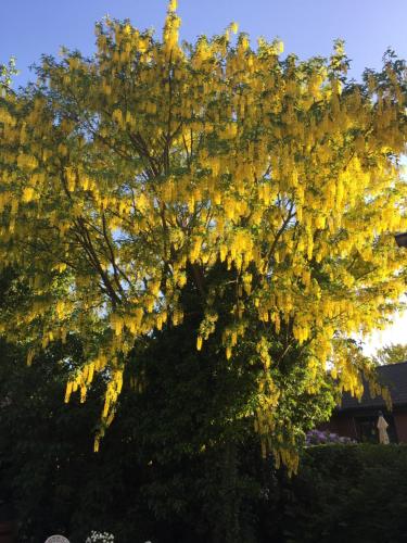 a tree with yellow flowers on it at Solhaga Kullahalvön in Jonstorp