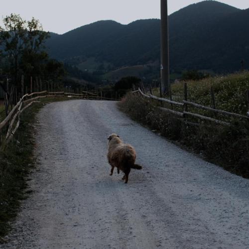 a sheep walking down a dirt road at Casa de Cărămidă in Moieciu de Jos