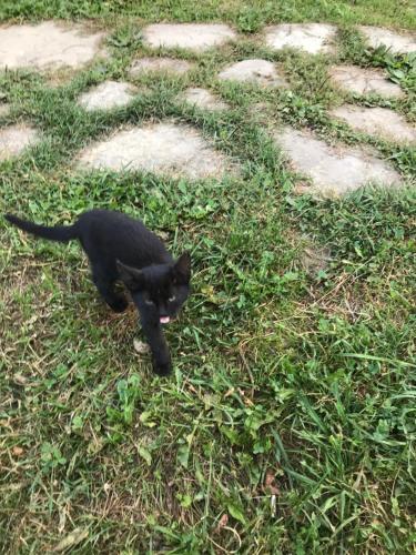 a black cat is walking in the grass at Căsuțele Doftanei in Teşila