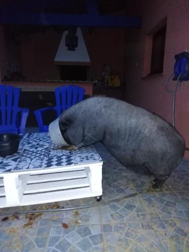 a large grey whale laying on top of a table at Arche de Lanoë jacuzzi in Labastide-Saint-Pierre