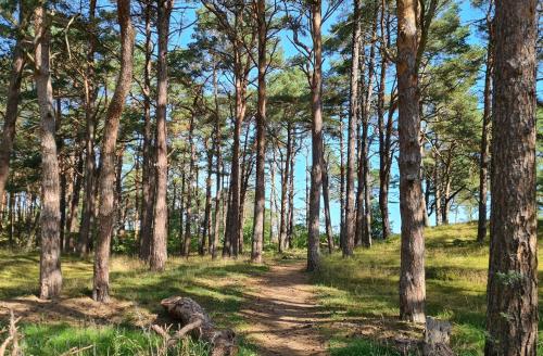 a dirt trail through a forest with trees at Strandhaus Rügen - Meerblick, Sauna, Kamin & Whirlpool in Baabe