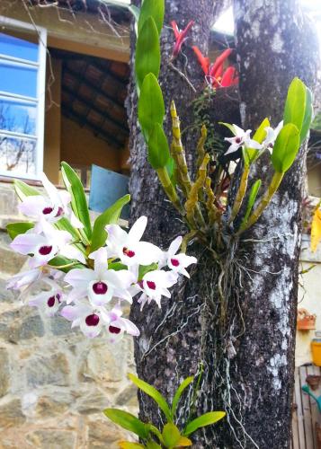 Κήπος έξω από το Residencial Flor- Hilda