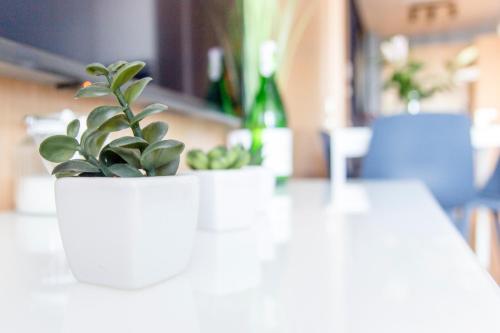 Eine Pflanze in einem weißen Topf auf einem Tisch in der Unterkunft Apartament z widokiem na morze SEASIDE 208 AL-DOM in Kołobrzeg