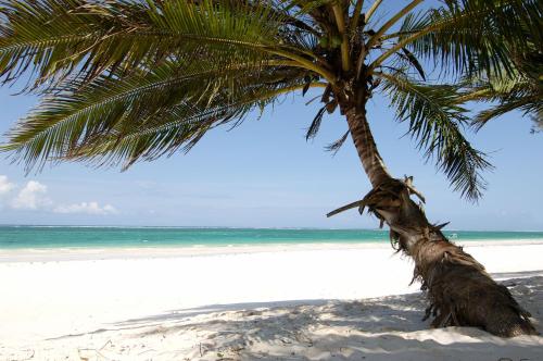 a palm tree on a beach with the ocean at Flamboyant Diani Beach in Diani Beach