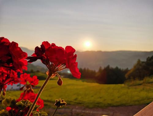 a red flower with the sunset in the background at Gfliererhof in Fiè