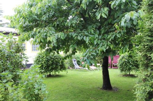 ヴァーレンにあるFerienhaus Waren SEE 7142の椅子を置いた庭の木