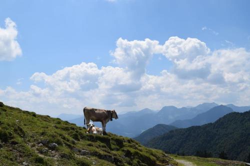 a cow standing on top of a grass covered hill at Chiemsee Chalet in Frasdorf