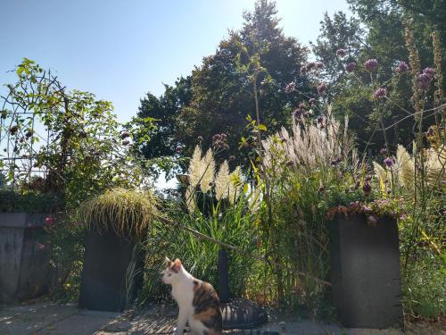 Mascotas con sus dueños en B&B-Hotel de Joremeinshoeve