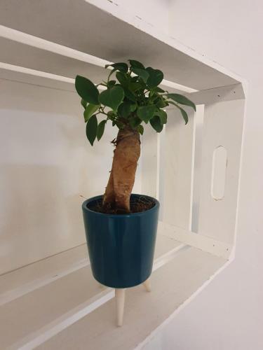 a plant in a blue pot sitting on a table at Gemütlich ruhig und zentral durch Bahnhof in Bordesholm