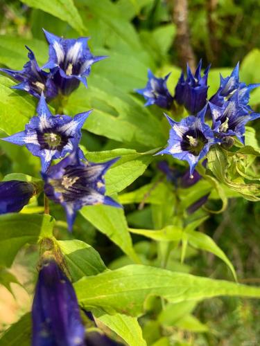a group of blue flowers with green leaves at Das Alpl Resort in Krieglach