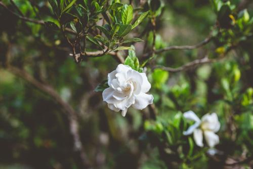 a white flower is hanging from a tree at Hacienda Pisoje in Popayan