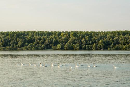 a flock of white birds swimming in the water at Vila Maza in Smederevo