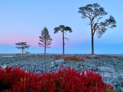 three trees on a hill with red flowers at Lapland Lodge Pyhä Ski in, sauna, free WiFi, national park - Lapland Villas in Pyhätunturi