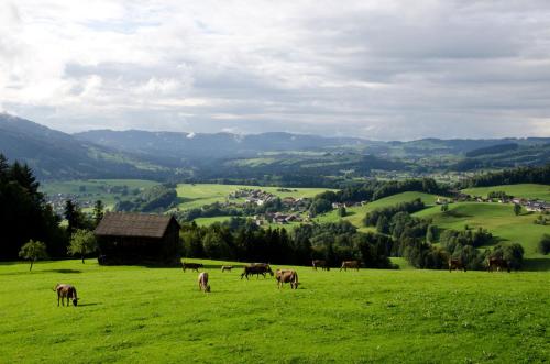 a herd of animals grazing in a green field at Berghof Vöglerbrand in Andelsbuch