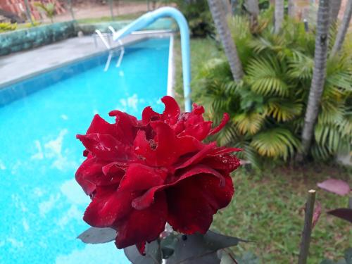 a red flower in front of a swimming pool at Aconchego Caminho das Cachoeiras in Rio Acima